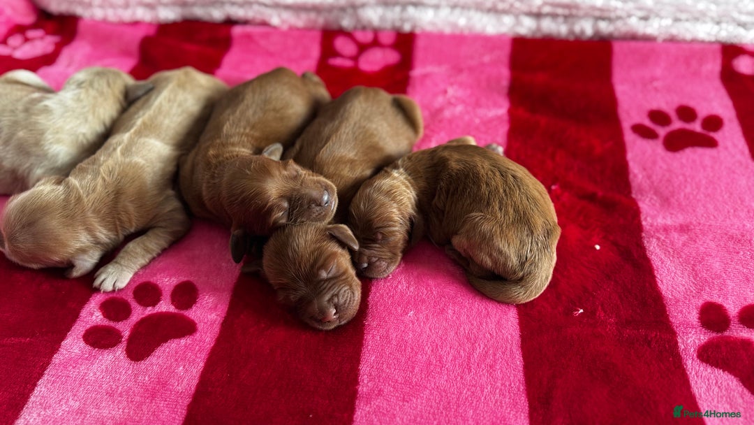 Goldendoodle dogs for sale: Golden doodle puppy’s for sale  - Advert 9