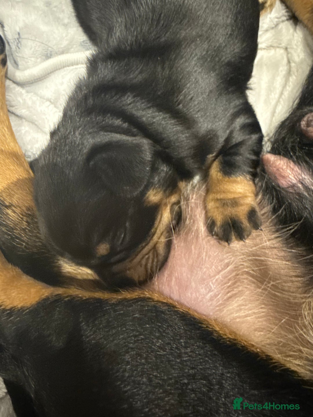 Mixed Breed dogs for sale: French weiner puppies - Image 9