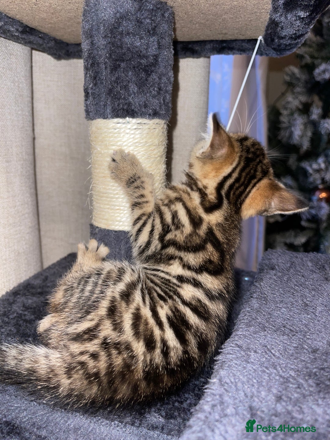 Mixed Breed cats for sale: Bengal mixed kitten  - Advert 15