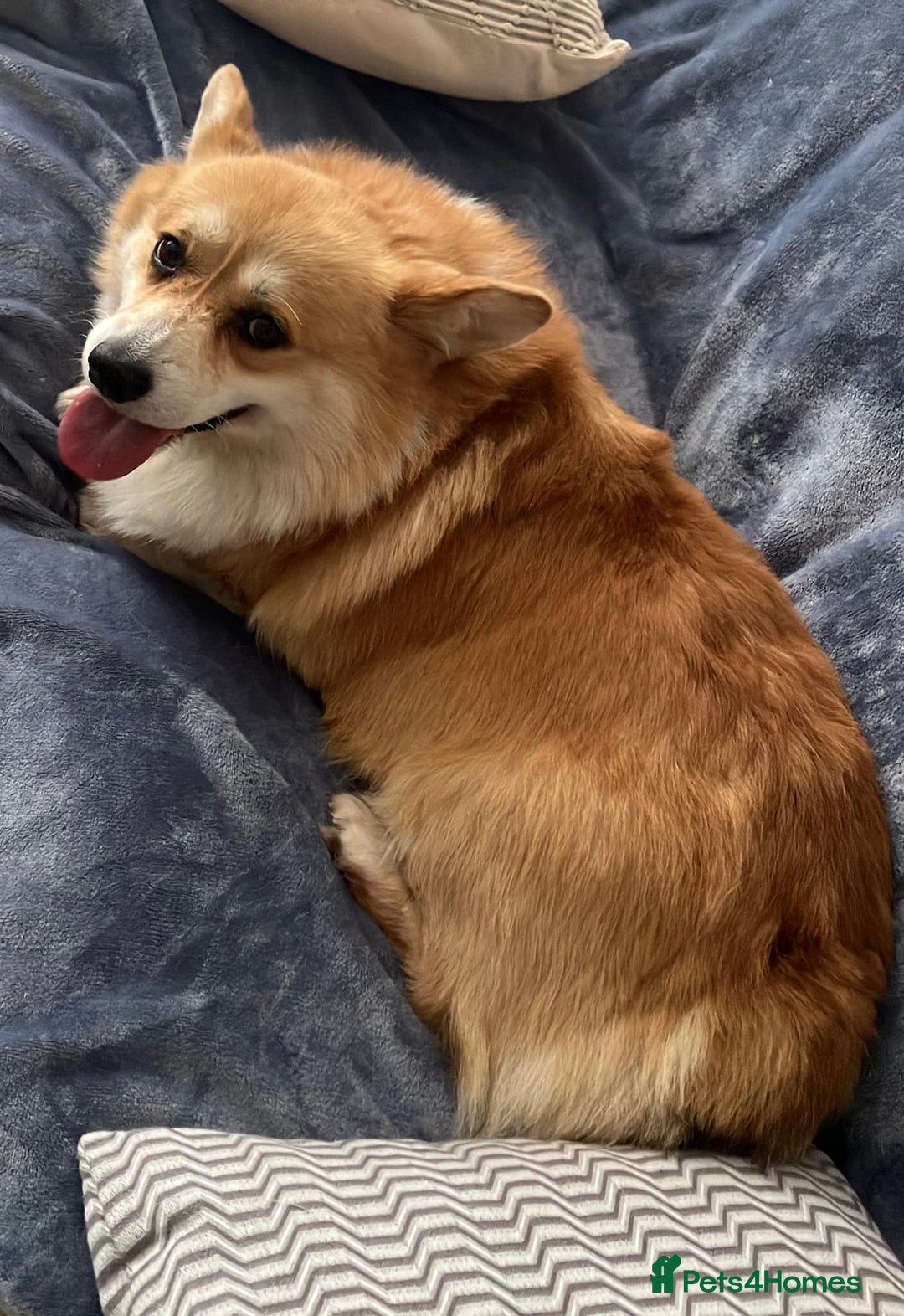 Welsh Corgi Pembroke dogs for sale: Stunning 33 Generation KC Pembroke Corgi Pups - Image 21