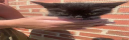 Mixed Breed cats for sale: 2 kittens left beautiful boy and girl  - Advert 8