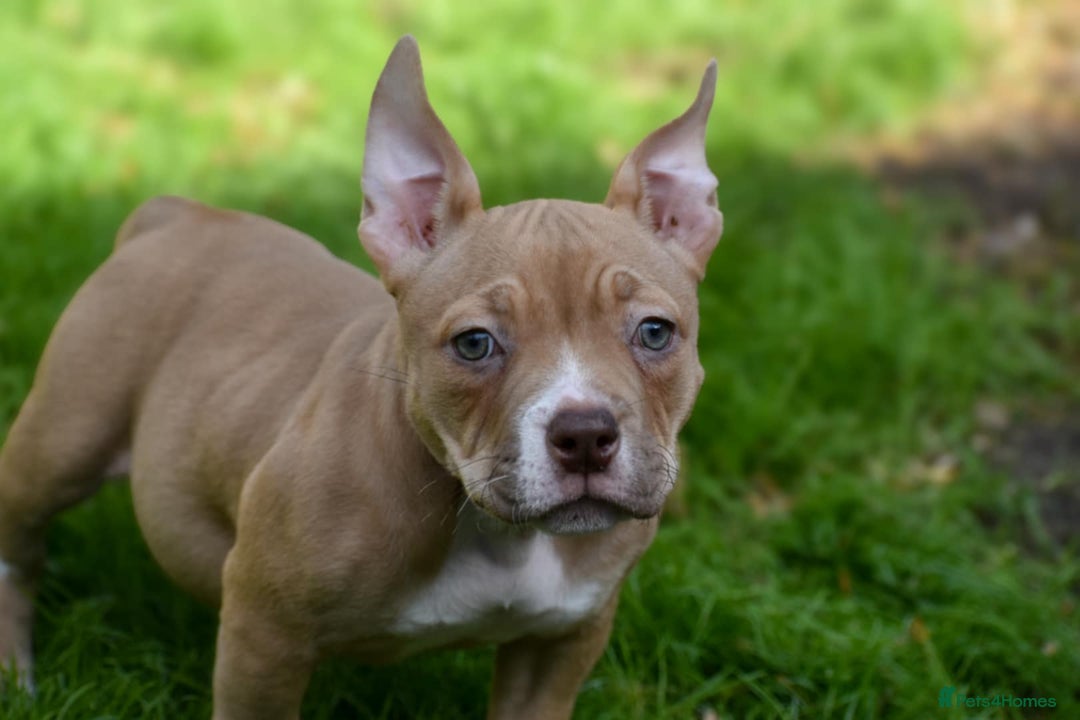 American Bully dogs for sale: REDUCED last girl Quality american Pocket Bully  - Image 8