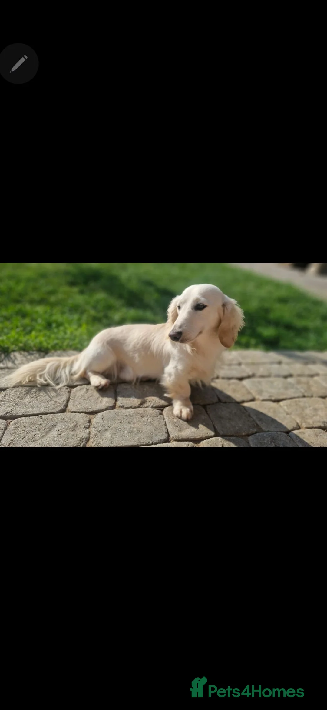 Miniature Dachshund dogs for stud: ⭐️STUNNING KC REG CREAM LONTCOAT STUD⭐️ - Advert 3