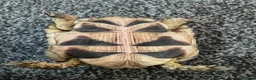 Tortoise reptiles for sale: 4 year old marginated tortoise  - Advert 5