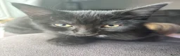 Mixed Breed cats for sale: 2 Female Kittens Available in Ipswich - Advert 4