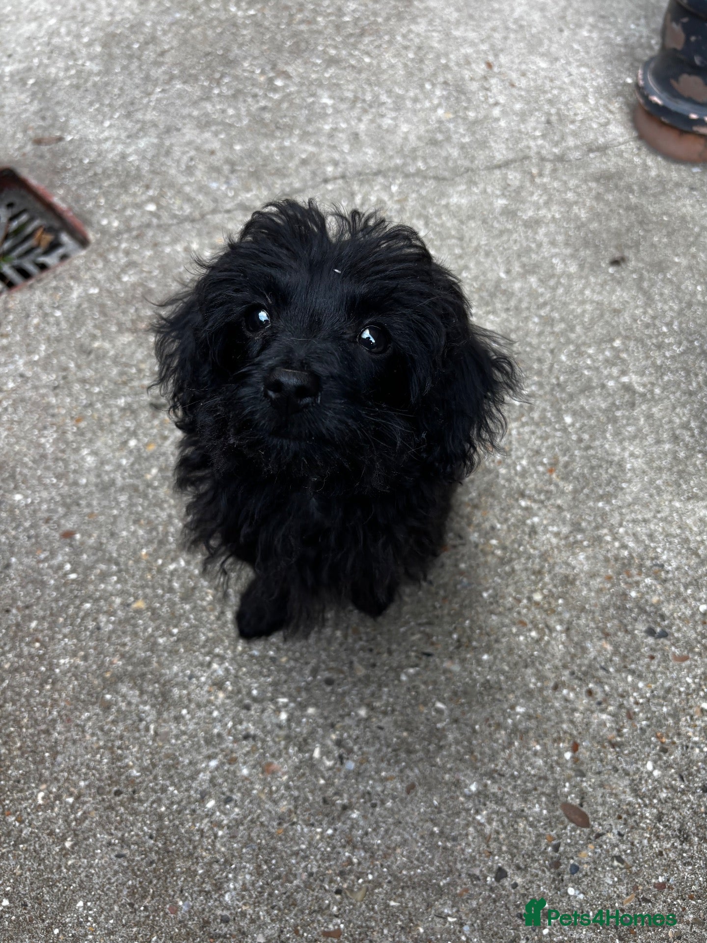 Jackapoo dogs 14 Week Old Jackapoo Puppy – Loving Home Wanted - Advert 1