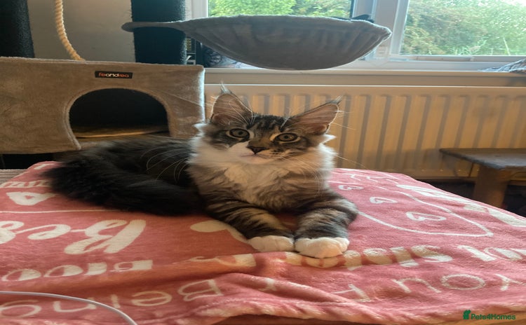 Maine Coon cats - Advert 4