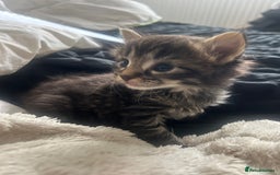 Maine Coon cats for sale: MAINCOON KITTENS READY NOW  - Image 10