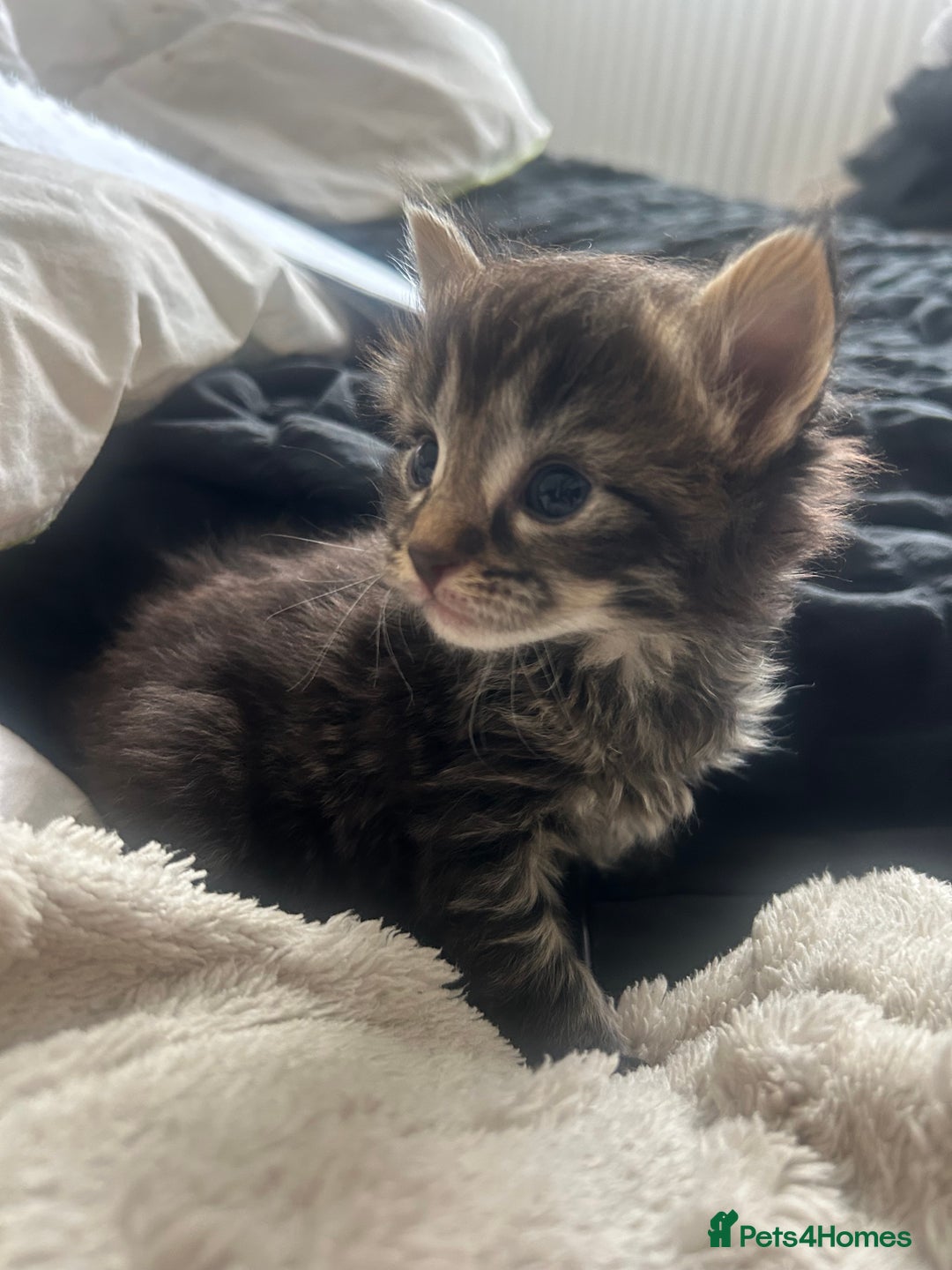 Maine Coon cats for sale: MAINCOON KITTENS READY NOW  - Image 10