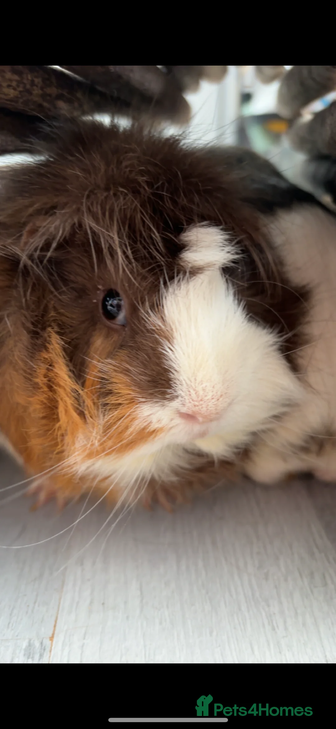 Guinea Pig rodents for sale: Two male guinea pigs - Advert 2