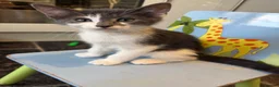 Mixed Breed cats for sale: Little kittens 10 weeks old - Advert 7