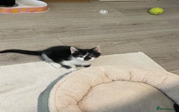 Mixed Breed cats for sale: Kittens ready for their forever home.  - Image 4