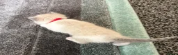 Mixed Breed cats for sale: Tabby mixed with ragdoll - Advert 8