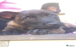 Mixed Breed dogs for sale: Dutch Shepherd  - Image 8