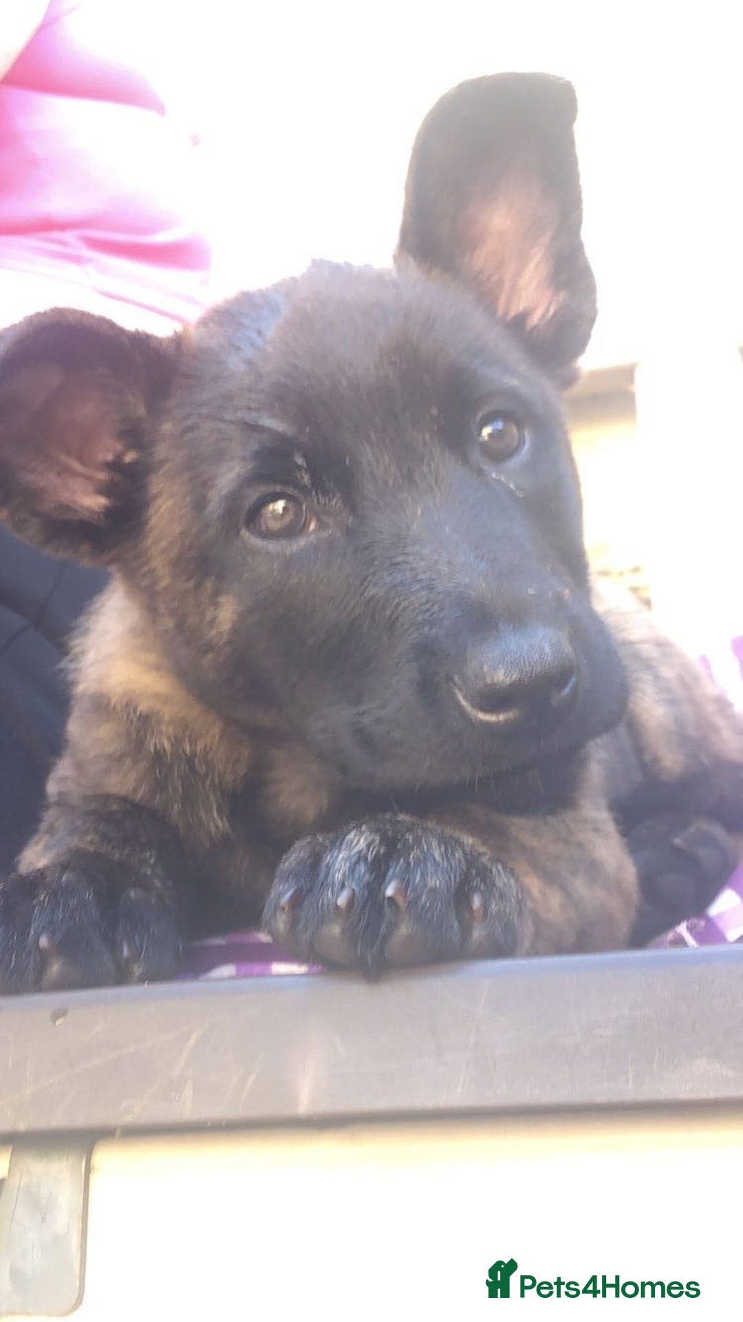 Mixed Breed dogs for sale: Dutch Shepherd  - Image 8