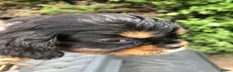 Cavalier King Charles Spaniel dogs for sale: Cavalier King Charles puppies  - Advert 37