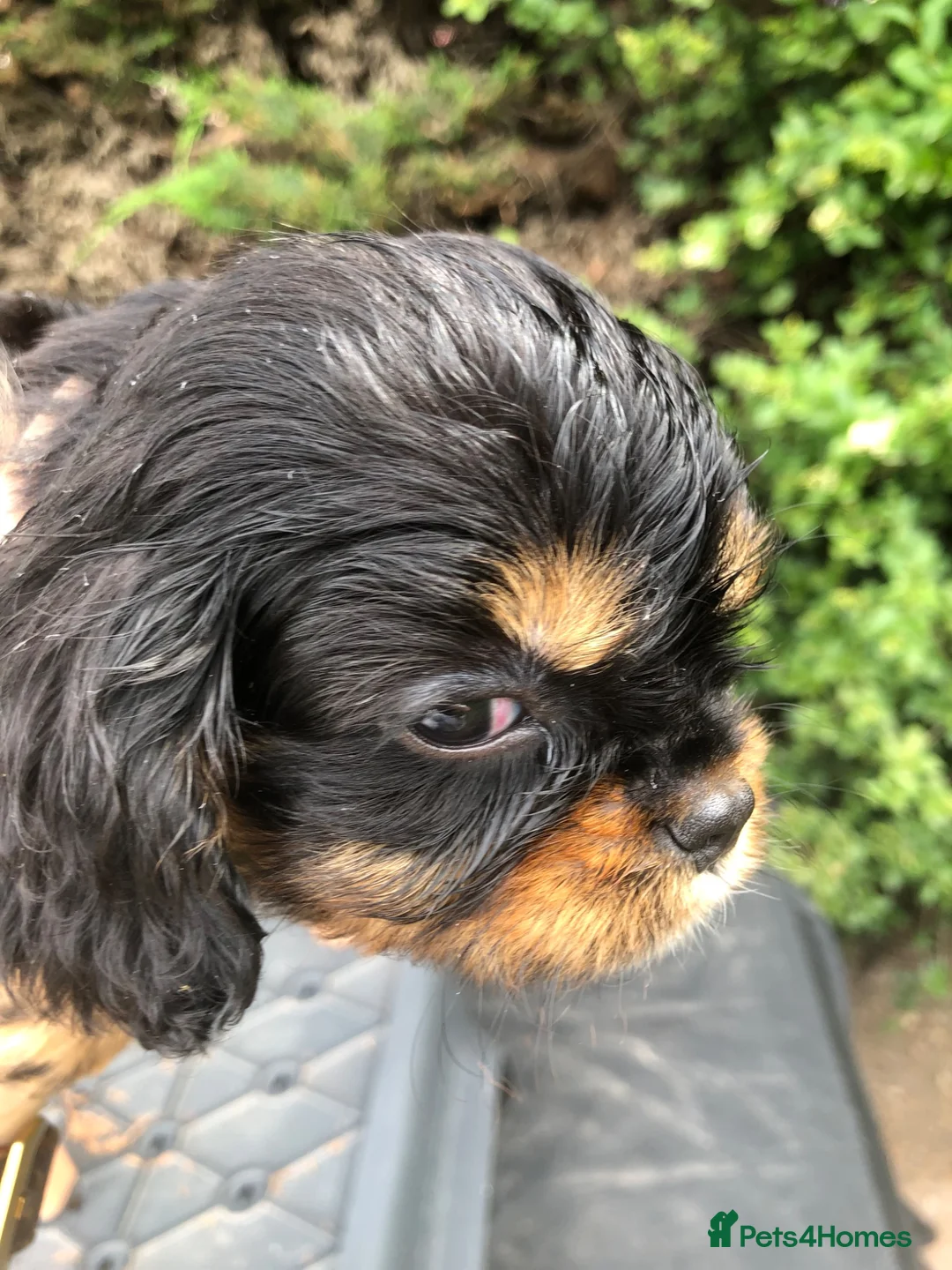 Cavalier King Charles Spaniel dogs for sale: Cavalier King Charles puppies  - Advert 37