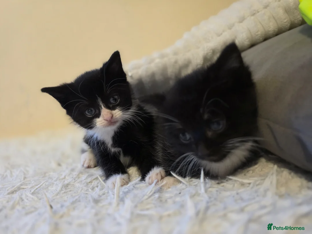 Mixed Breed cats for sale: Little cat 40 £  - Advert 1