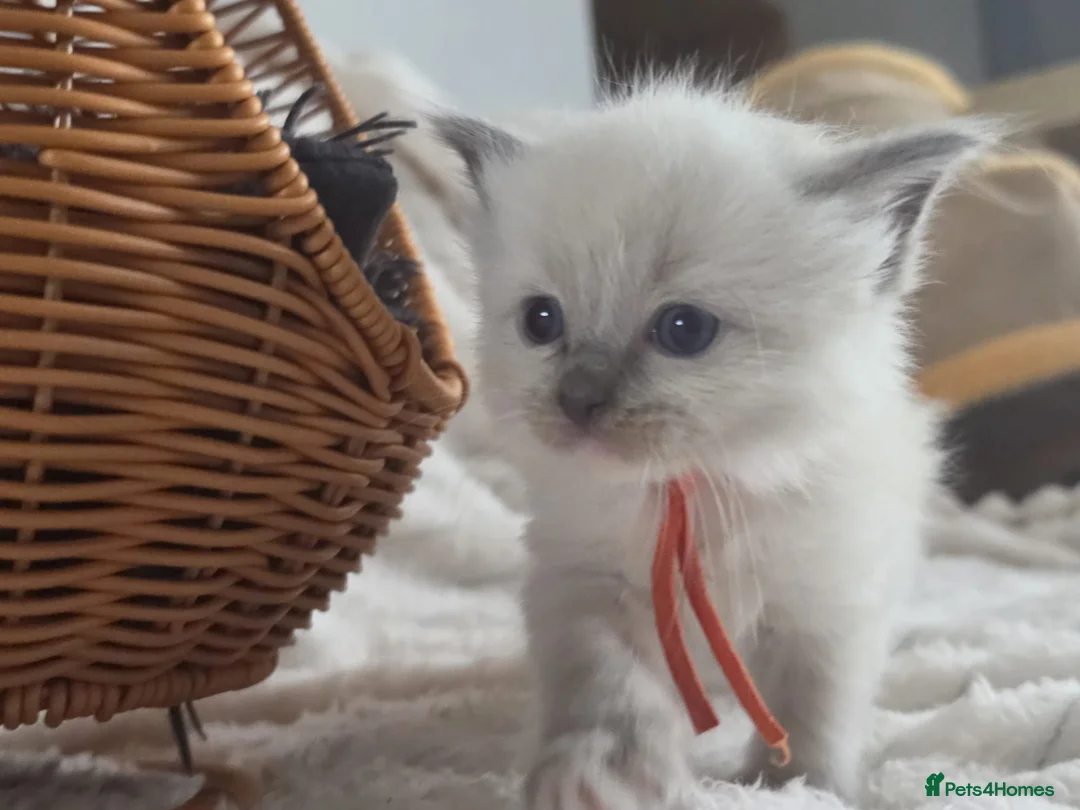 Ragdoll cats for sale: Beautiful Ragdoll Kittens for Loving Home - Advert 1
