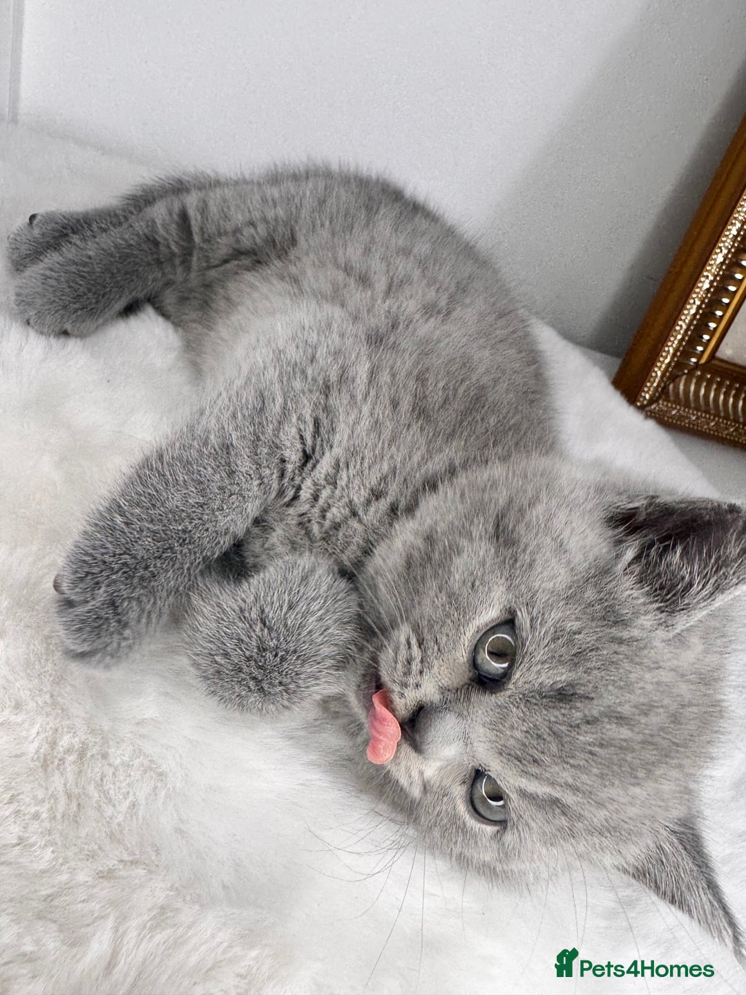 British Shorthair cats for sale: British Shorthair Kitten 1 - PURE Pedigree champion line Bsh kittens - Image 5