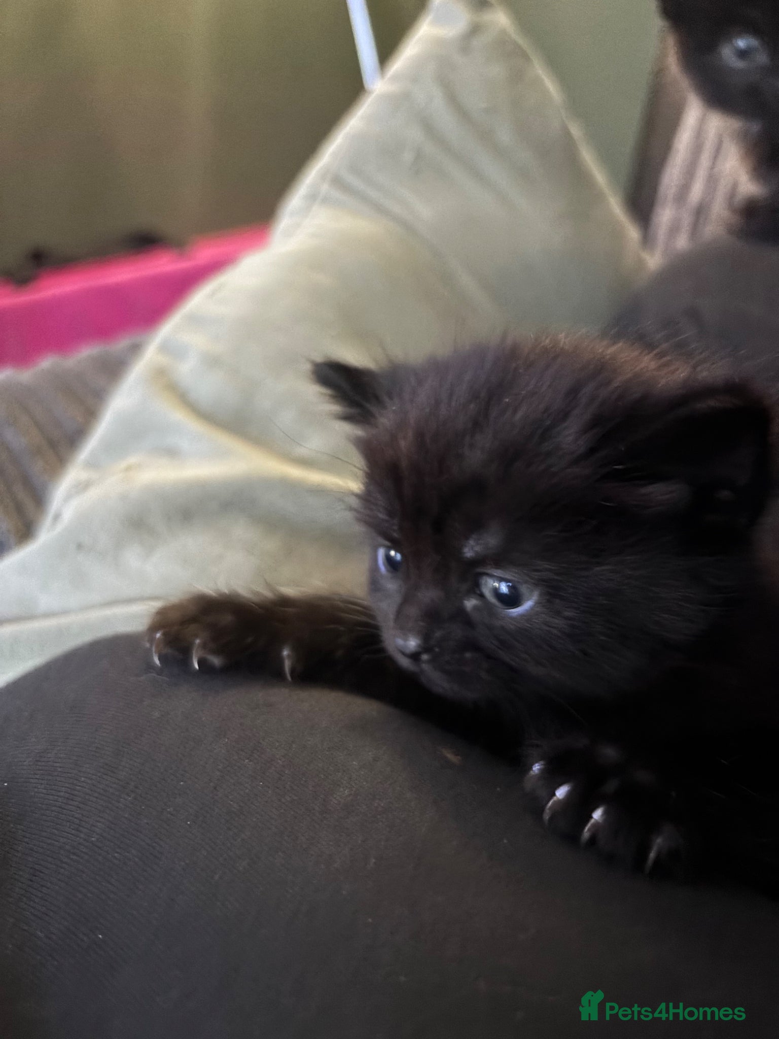 Mixed Breed cats Tortishell queen has had kittens!  - Advert 2