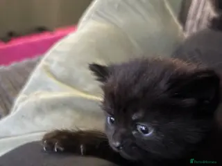 Mixed Breed cats Tortishell queen has had kittens! - Advert 2