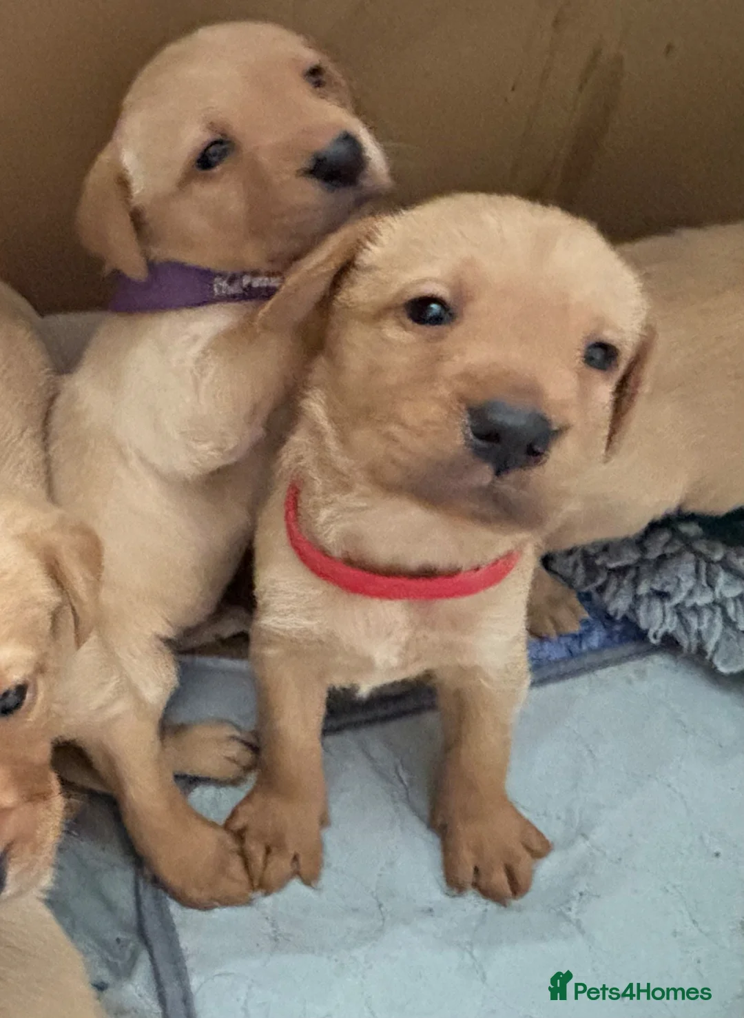 Labrador Retriever dogs for sale: Yellow Labrador Pups Dogs and Bitches - Advert 2