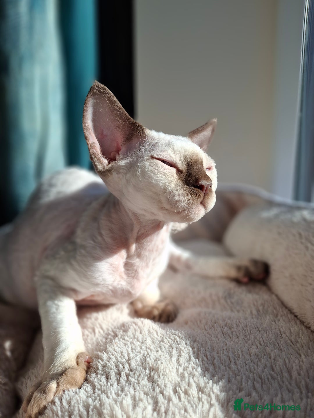 Devon Rex cats for sale: 🐱the boy ready for a change of home!!!  - Image 9