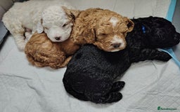 Cockapoo dogs for sale: F3 cockapoo  - Image 21