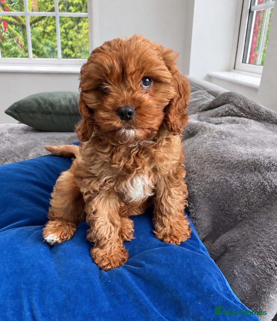 Cavapoo dogs Adorable F1 Cavapoo Puppies  - Advert 2