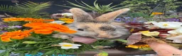 Netherland Dwarf rabbits for sale: Netherland dwarf bunny rabbits silly tame - Advert 12