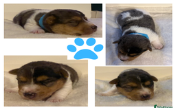 Jack Russell dogs for sale: Miniature Short-Legged Traditional Jack Russells - Image 2