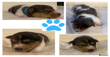 Jack Russell dogs - Advert 13