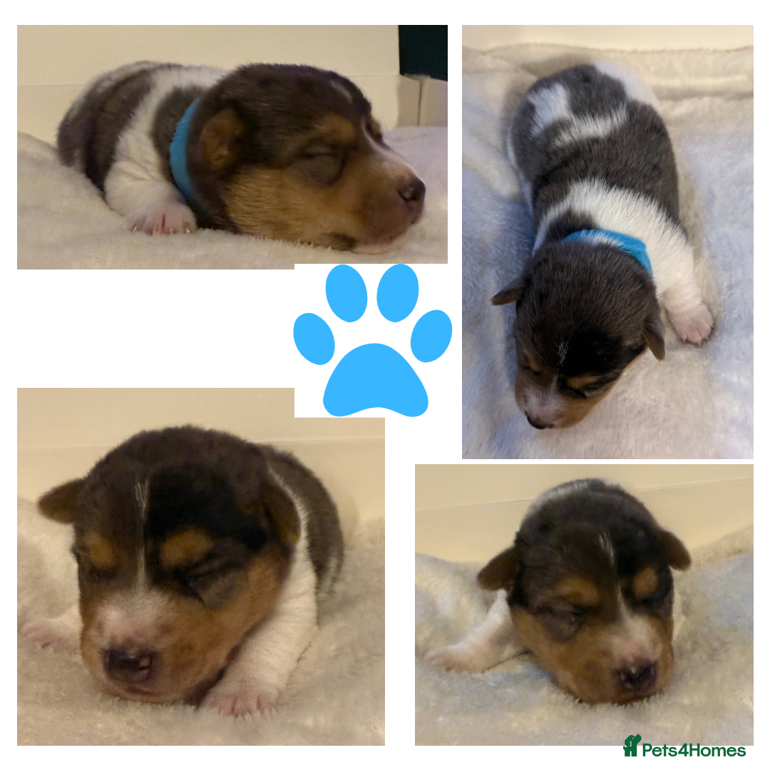 Jack Russell dogs for sale: Miniature Short-Legged Traditional Jack Russells - Image 2