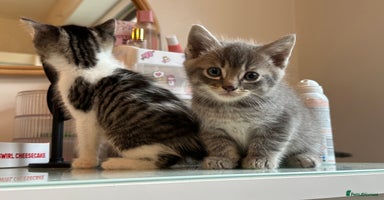 Mixed Breed cats - Advert 7