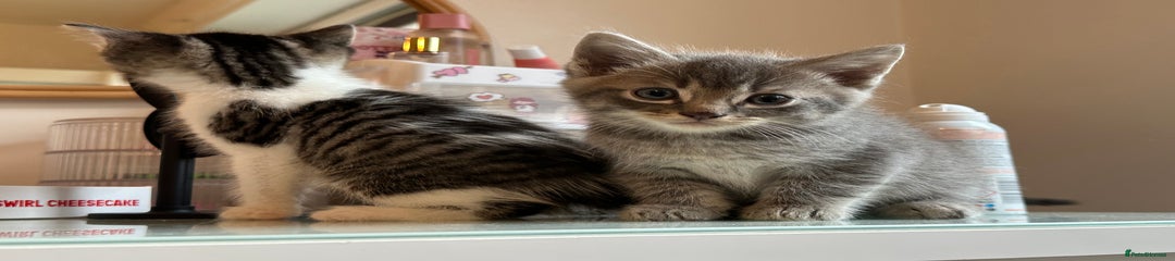 Mixed Breed Kitten 4