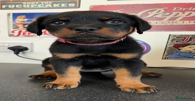 Rottweiler dogs - Advert 6