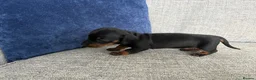 Miniature Dachshund dogs for sale: Beautiful Miniature Dachshund Puppies - Advert 32