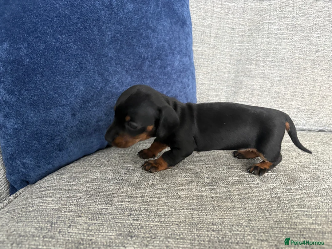 Miniature Dachshund dogs for sale: Beautiful Miniature Dachshund Puppies - Advert 32