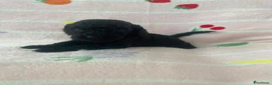 Cockapoo 3
