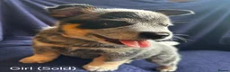 Australian Cattle Dog dogs for sale: Now reduced! Stunning cattle dogs! - Advert 18
