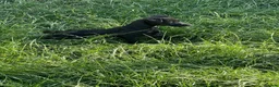 Patterdale Terrier dogs for sale: Patterdale terrier  - Advert 6