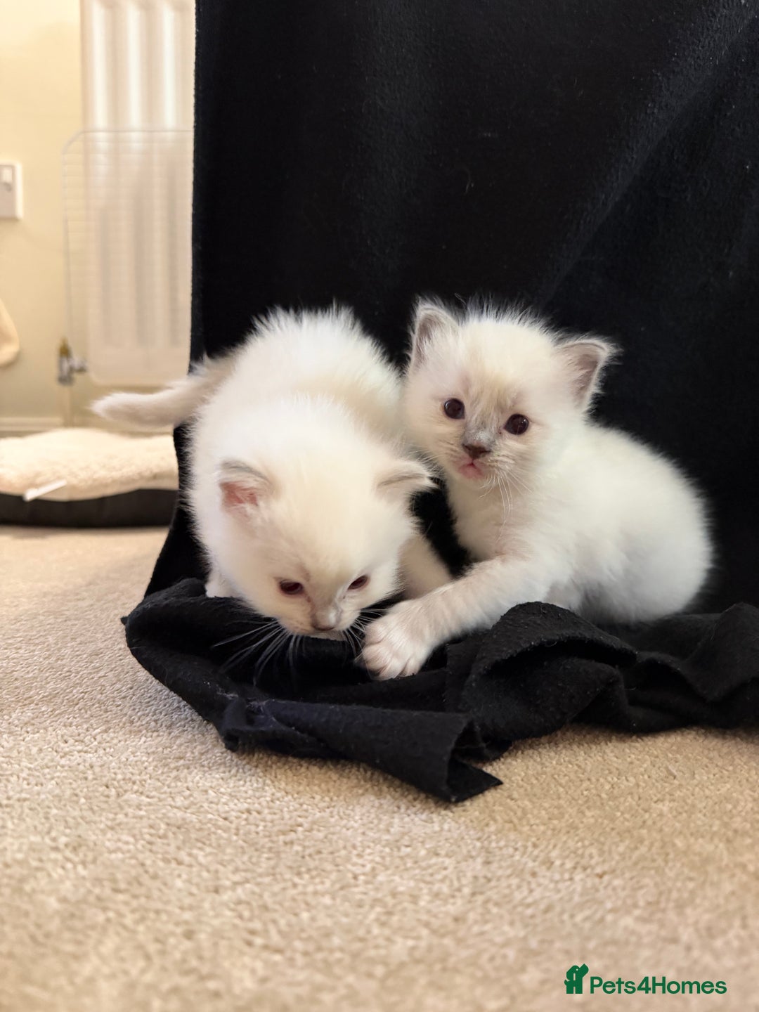 Ragdoll cats for sale: Cutest ragdoll kittens - Advert 9