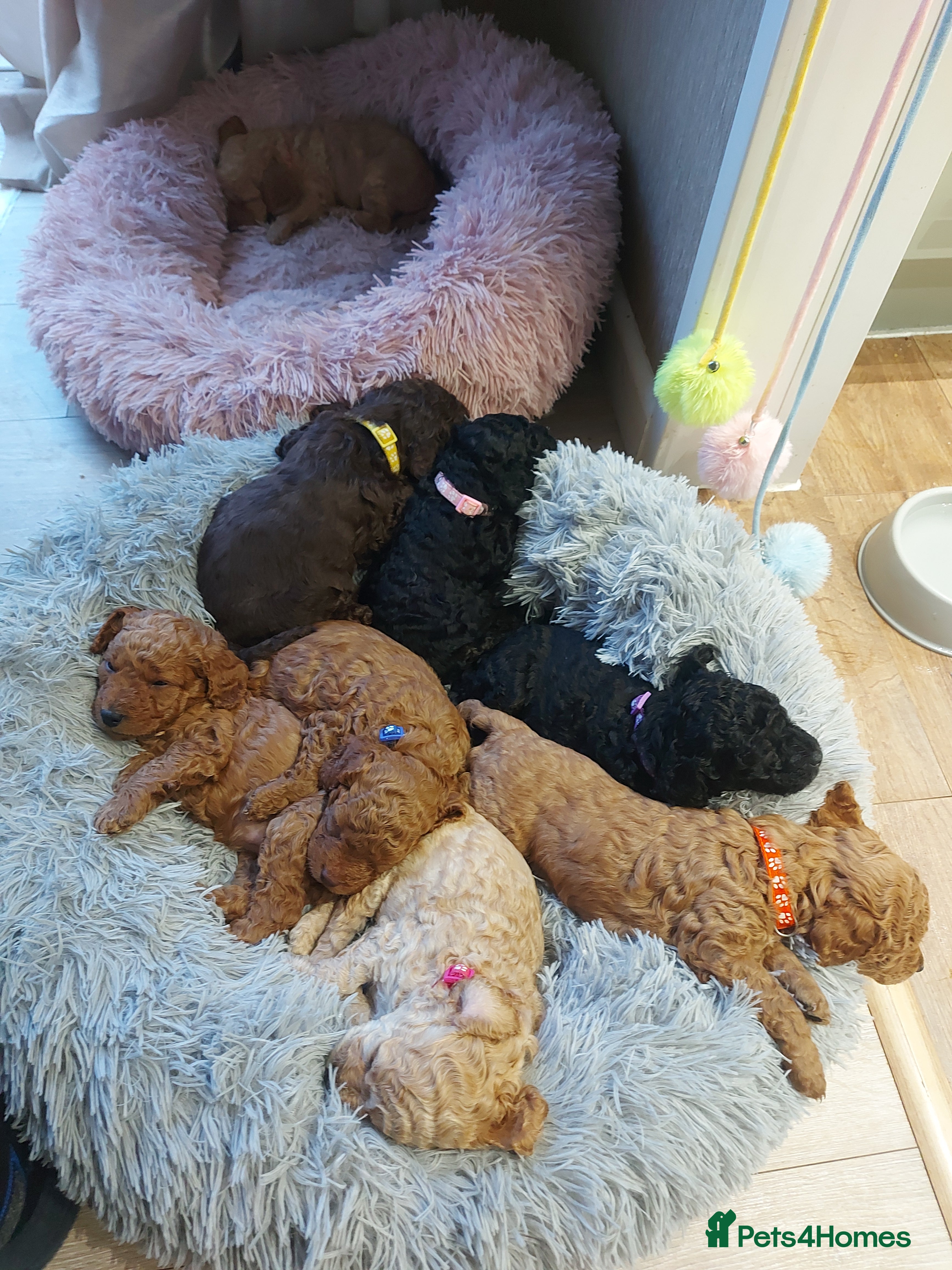 Cockapoo dogs Cockapoo puppies - Advert 13