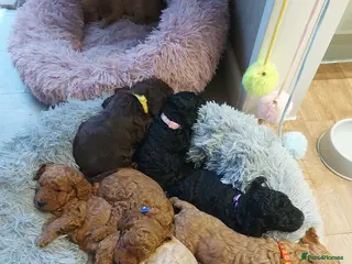 Cockapoo dogs Cockapoo puppies - Advert 13