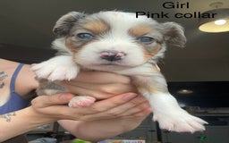Mixed Breed dogs for sale: Borderlier - Image 4