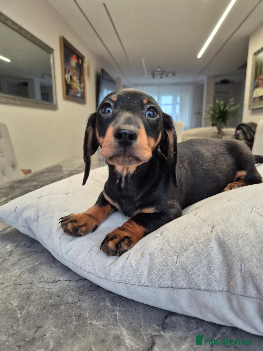 Dachshund dogs for sale: 💙 Miniature Dachshund Boy!💙 - Advert 18