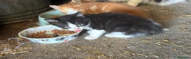 Mixed Breed 2