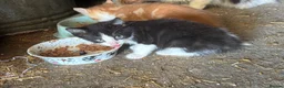 Mixed Breed cats for sale: Two lovely boy kittens.  - Advert 3