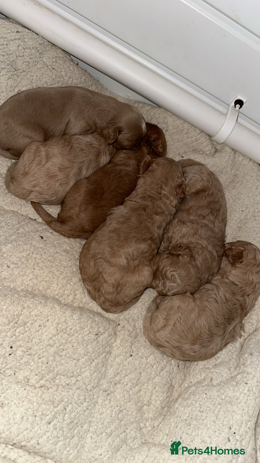 Cavapoo dogs for sale: Amazing quality litter of F1B Cavapoos  - Advert 6